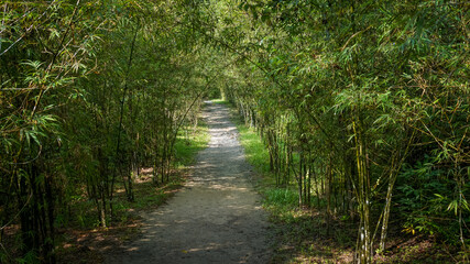 Lush bamboo forest in Malaysia