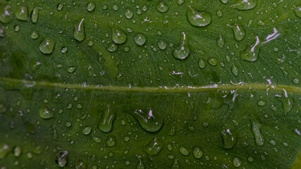 Close-up of a wet green leaf with droplets in Malaysia in a tropical forest