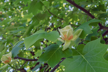 ユリノキ（ Liriodendron tulipifera）の花を横からクローズアップ／埼玉県・5月