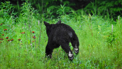 A Black Bear Cub's Back Paws (Ursus Americanus) © Leny Silina Helmig