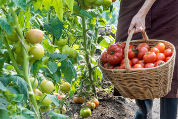 Woman is picking tomatoes, ripe red tomatoes in a basket; farming, gardening and agriculture ...