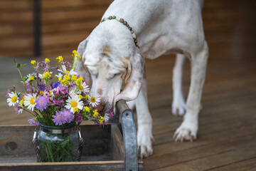 White hound (Porcelaine or chien de franche comte) sniffing on some bunch of wild flowers placed on...