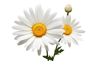 Dancing White Petals on Transparent PNG Background.