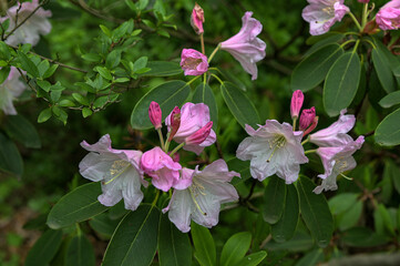 Beautiful pink rhododendrons during spring bloom