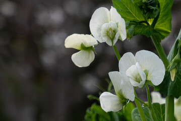 春に咲く白いエンドの花