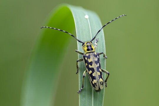Leiterbock - Saperda scalaris