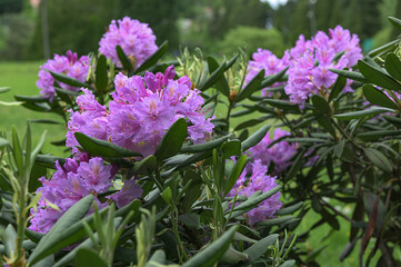 Beautiful pink rhododendrons during spring bloom