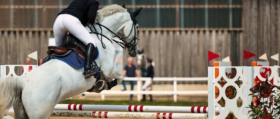 Horse, show jumping horse, close-ups at a tournament.