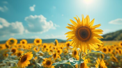 Sunflower field under a clear blue sky, copy spac
