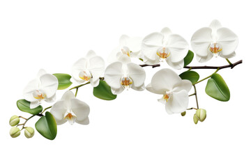 Ethereal Beauty: A Serene Symphony of White Flowers and Lush Green Leaves on Transparent PNG Background.