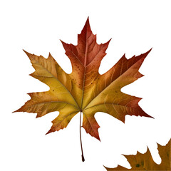 High-Resolution Leaf Clip Art Collection