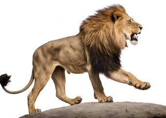 Side view of a roaring lion (Panthera Leo), standing and isolated on a white background.
