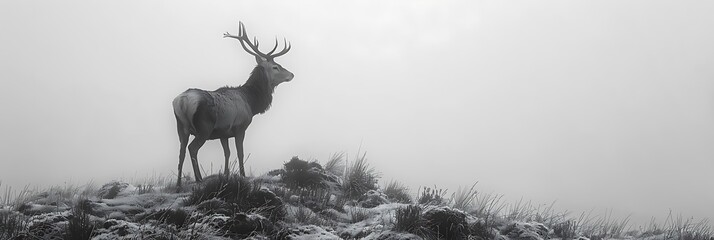 Amidst rugged terrain of the Scottish Highlands a solitary stag surveys his kingdom from atop a mistcovered hill