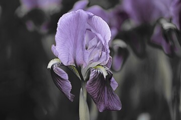 iris gladiolus in bloom in the garden