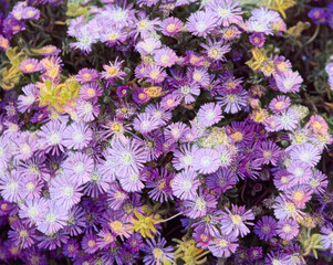 flower in the garden