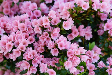 flower in bloom in the garden