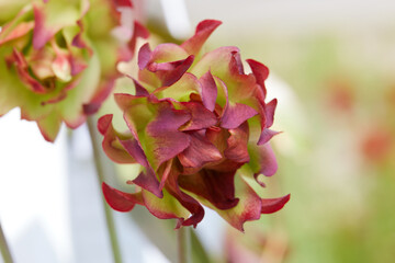 Pale pitchers nephentis carnivorousplant