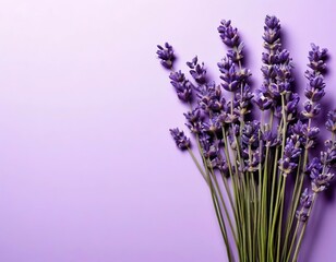 Fototapeta premium lavender flowers on a lilac background. summer layout with space for text.