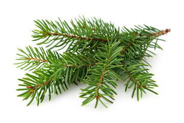 Fresh green fir branch isolated on white, symbolizing winter holidays and natural Christmas decor.