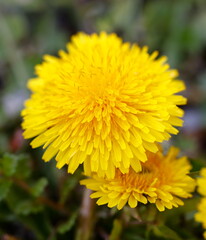 dandelion in the meadow