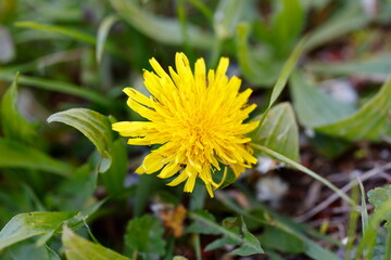 dandelion in the meadow
