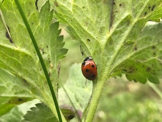 Fototapeta premium Treking in the Mountains of India