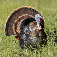 Male (Tom) Wild Turkey Strutting and Displaying. Los Altos Hills, Santa Clara County, California,...