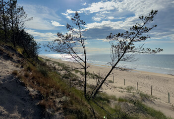 tree on the beach with sand dunes, baltic sea in poland