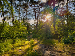 sun rays in the forest with footpath beauty of nature wildlife