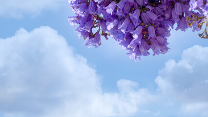 Blooming jacaranda with beautiful purple flowers in close-up against the blue sky.