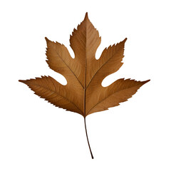 Fototapeta premium High-Resolution Leaf Clip Art Collection
