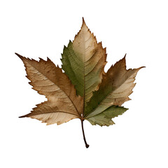 High-Resolution Leaf Clip Art Collection