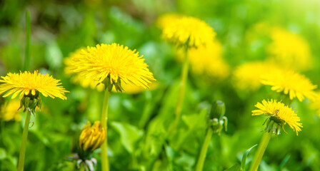 Yellow dandelions blooming on grass background
