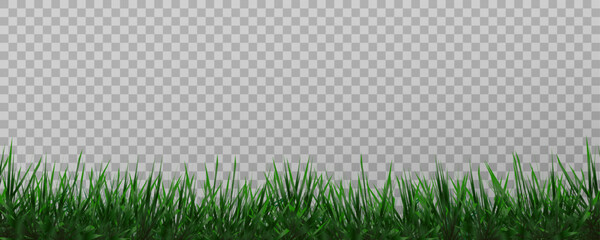 Grass border, vector illustration. Vector grass, lawn. Grass png, lawn png. Green grass with sun glare. 