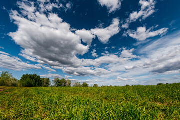 a green spring field with blue sky and beautiful clouds