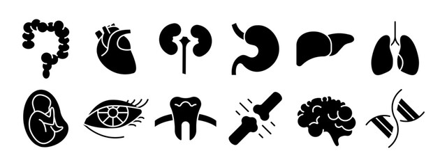 Fototapeta premium Human anatomy set icon. Intestine, heart, kidney, stomach, liver, lungs, fetus, eye, tooth, bone, brain, DNA. Medicine, biology.