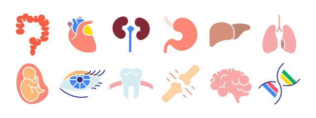 Human anatomy set icon. Intestine, heart, kidney, stomach, liver, lungs, fetus, eye, tooth, bone, brain, DNA. Medicine, biology.