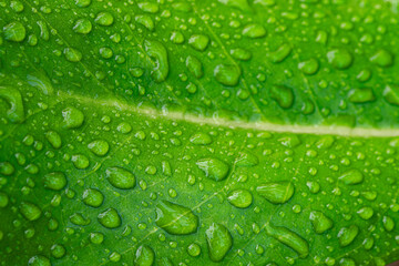 Close-up image of rain drops on green leaves.