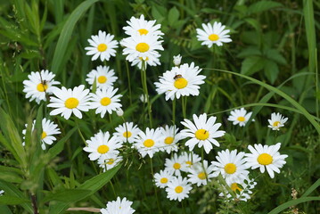 Fototapeta premium フランスギクの花