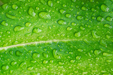Close-up image of rain drops on green leaves.