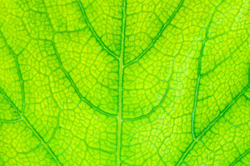 Green leaf texture surface background close up