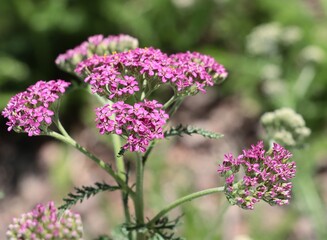 decorative red kind yarrow-herb in park