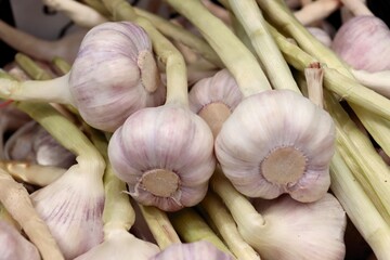 bunch of garlic vegetable close up