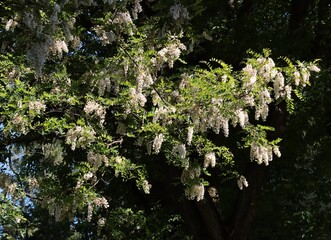 acacia robinia tree blossoming in park