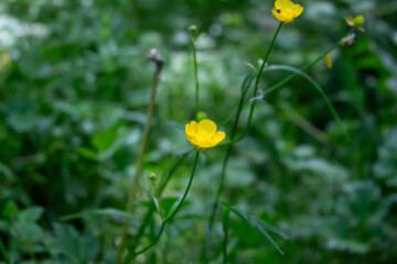 Beautiful buttercup flowers in the meadow, closeup