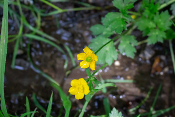 Beautiful buttercup flowers in the meadow, closeup
