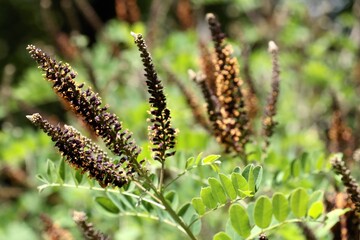 blossoming shrub  Amorpha Frutinosa in park