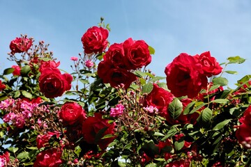 Fototapete bei efototapeten.de bestellen   