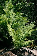 green leaves ,plants of FilixFern-Dryopteris filix-mas