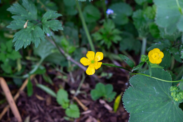 Beautiful buttercup flowers in the meadow, closeup